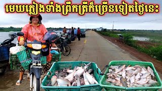 ទន្លេសាប ថ្ងៃនេះ ប៉ះខ្យល់ភ្លៀងទាំងព្រឹក ត្រីក៏ច្រើន  Freshwater Fish Market KH Ep 484 [upl. by Ainehs]