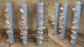 Method of growing mushrooms with water pipes at home  Harvest multiple times [upl. by Gib969]