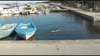 Golden Retriever schwimmt im Meer [upl. by Gnuhn999]