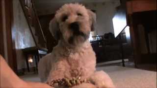 Penny our one year old Wheaten Terrier [upl. by Lahey]