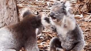 Insane moment two KOALAS get into a fight [upl. by Narmi307]