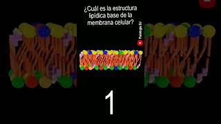 Membrana celular estructura y funcion  ¿Cuál es la estructura lipídica base de la membrana [upl. by Ohare]