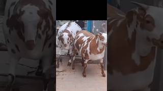 Har Mahine Bakra Ka 8 se 10 Kg Wajan Badhaye trending viralvideo shortvideos ytshorts farming [upl. by Lsiel]