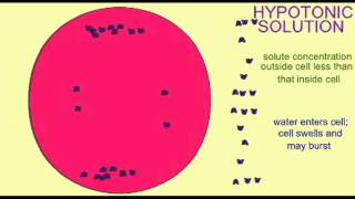 AP1 CELL MEMBRANE ISOTONIC HYPERTONIC HYPOTONIC [upl. by Ylus]