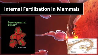 INTERNALFERTILIZATION IN MAMMALS GILBERT DEV BIOLOGYSHORT NOTESSCIENCE PPT WORLD [upl. by Jamel]