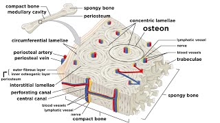 Bones Structure and Types [upl. by Atiek181]