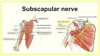 subscapular nerve [upl. by Ayatnohs]