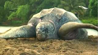 Sea Turtle Nesting Video [upl. by Namad]