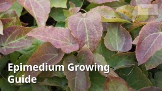 Epimedium Growing Guide [upl. by Welbie]