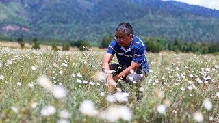 Chinese revive pyrethrum production in Kenya [upl. by Trebo]