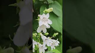 Beardtongues or Penstemon flowers zen nature moment nature sounds no music [upl. by Chuck]