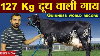 Cow Milk World Record  Best Cow Variety  Girolando Cow  Brazil Cow Variety  guinnes world record [upl. by Ecnerrat]