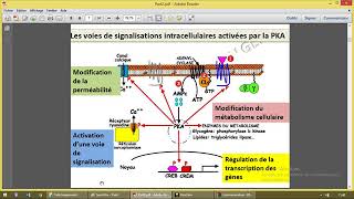 Communication cellulaire 3 Adenylate cyclase [upl. by Jat]