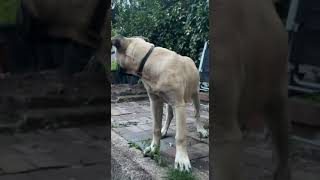 5 month presa canario barking [upl. by Petite]