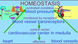 HOMEOSTASIS BLOOD PRESSURE REGULATION [upl. by Spiegleman]