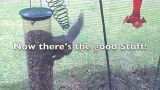 Squirrel vs Yankee Flipper bird feeder funny [upl. by Lilllie]