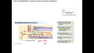 Unit 3 Part 26 Excitation Contraction Coupling in Skeletal Muscle [upl. by Nywroc]