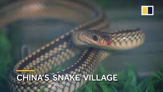 Chinas snake village home to over 3 million snakes [upl. by Laved]