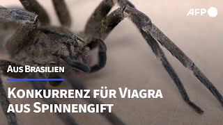 Konkurrenz für Viagra Spinnengift führt zu Erektionen  AFP [upl. by Chrisman]