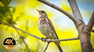 Song Thrush Turdus philomelos Singing birds 4K Ultra HD [upl. by Haeluj]