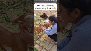 Why veterinary is best vetsdiary cuteanimals animals dogs travel veterinarian vets vet [upl. by Byler]