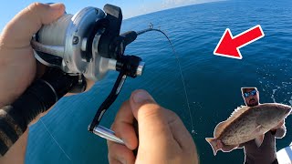 GAG GROUPER FISHING OUT OF HUDSON FL  GROUPER EXTRACTION [upl. by Dirk]