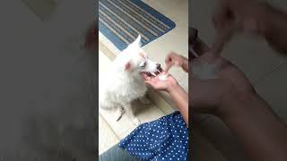 പപ്പി സുന്ദരി കുട്ടിയായി അംഗൻവാടി യിലേക്ക് dog funny doglover pets travel foryou comedy [upl. by Ynohtnanhoj]