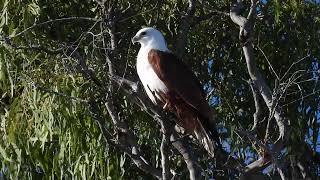 Brahminy Kite Hervey Bay Qld [upl. by Germayne]