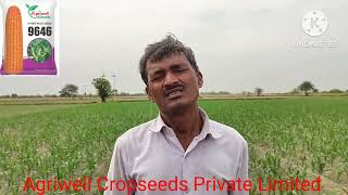 Agriwell cropseed pvt Ltd Hyderabad Telanganamaize 🌽🌽 9646 [upl. by Yht]