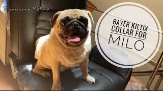 Bayer Kiltix collar unboxing and usage  Milo the Pug [upl. by Faucher119]