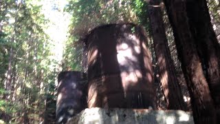 Easy hike in Limekiln State Park Big Sur California [upl. by Doralia]