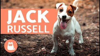 All About the Jack Russell Terrier [upl. by Perl489]