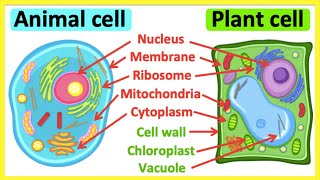 Animal cells vs plant cells  Whats the difference  Anatomy amp function [upl. by Blanche]