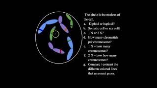 What are Diploid and Haploid Cells and How to Solve Haploid and Diploid Problems for Bio Classes [upl. by Ligetti638]