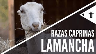 LaMancha  Razas caprinas [upl. by Eilarol455]