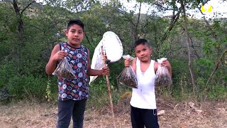 Chapulines Oaxaqueños Gastronomia mexicana [upl. by Akiehsat]