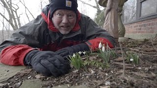 In the Garden with Doug Oster Cleaning out perennial beds and windowsill herbs [upl. by Anitirhc622]