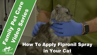 How to apply fipronil spray to a cat Companion Animal Vets [upl. by Emmey302]