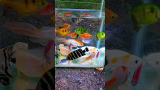 Ornamentalfish amp Cutefish aquariumfish fishvideo ikanwarnawarni [upl. by Menzies523]