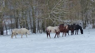 die Jungs vom Berghof Rod beim Spielen im Schnee Teil XX [upl. by Aniretak]