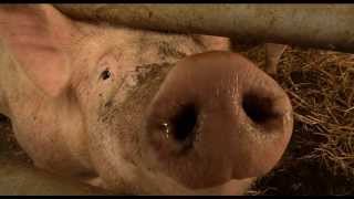 Le cochon Bio de La Ferme du Vieux Poirier en Alsace [upl. by Giarg]