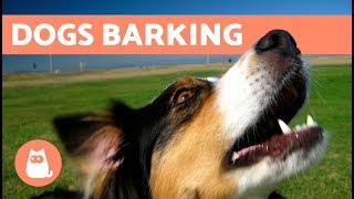 The Best Barking Dogs Compilation [upl. by Jude]