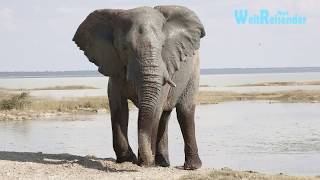 Namibia Fantastischer Etosha National Park [upl. by Goldstein587]