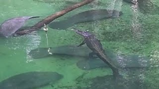 See This Alligator Swim Peacefully Alongside Manatees [upl. by Athena]