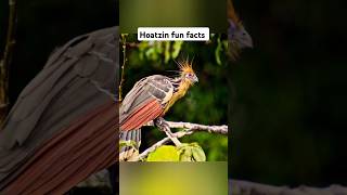 Hoatzin Facts you didnt know shorts animals [upl. by Anafetse]