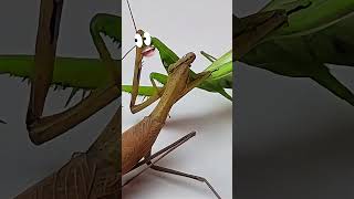 Mantis vs Mantis Epic Battle mantis [upl. by Hazem785]