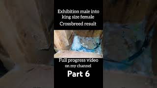 breeding progress result part 6 full video on my channel shorts chicks healthybirds music [upl. by Ahsetan87]