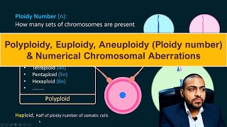 Polyploidy Euploidy Aneuploidy Ploidy number amp Numerical Chromosomal Aberrations [upl. by Annaiuq]