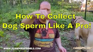 How To Collect Dog Sperm Like A Pro [upl. by Orv]