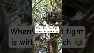 Raccoon fights tree 😂🦝 raccoons fighting biting wildanimals [upl. by Ximenez348]